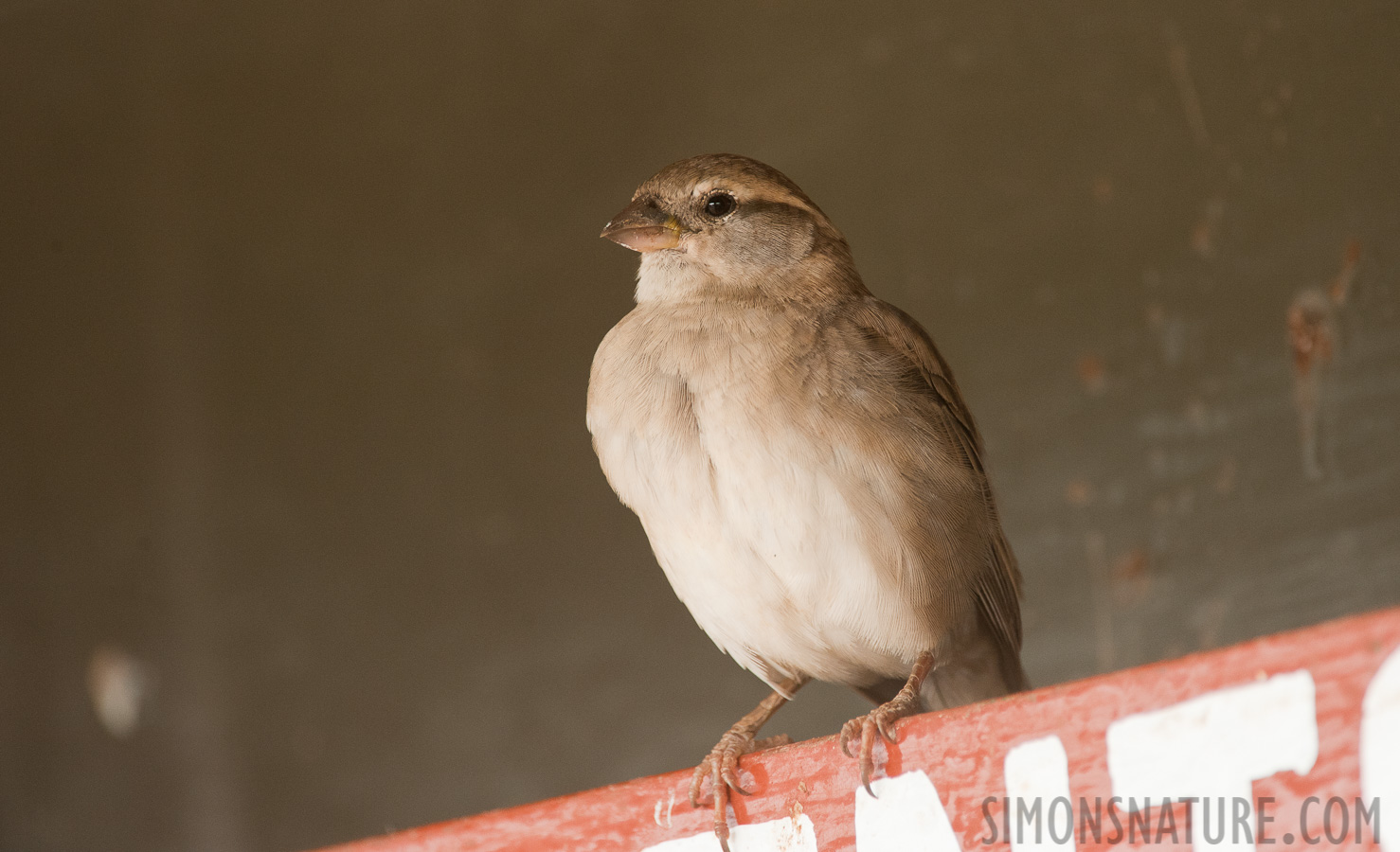 Vidua chalybeata [550 mm, 1/200 Sek. bei f / 8.0, ISO 1600]